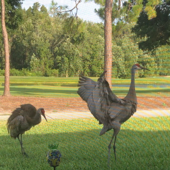 sandhillcrane